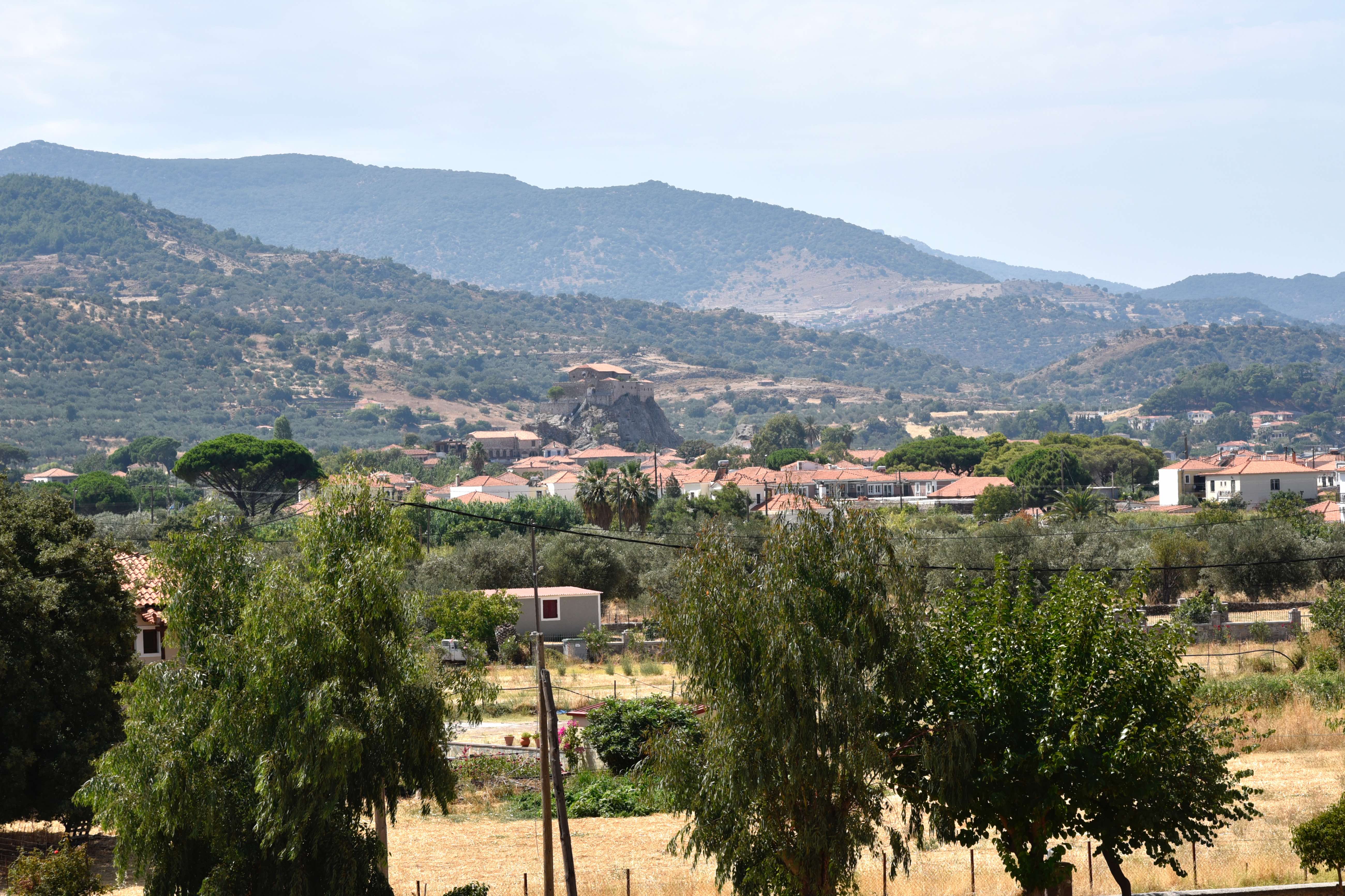 Olive branches with the sea in the background